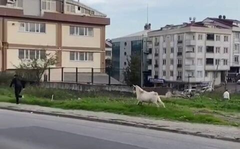 İstanbul Esenyurt’ta okul çıkışında yürüyen öğrenciler, başıboş bir keçinin aniden