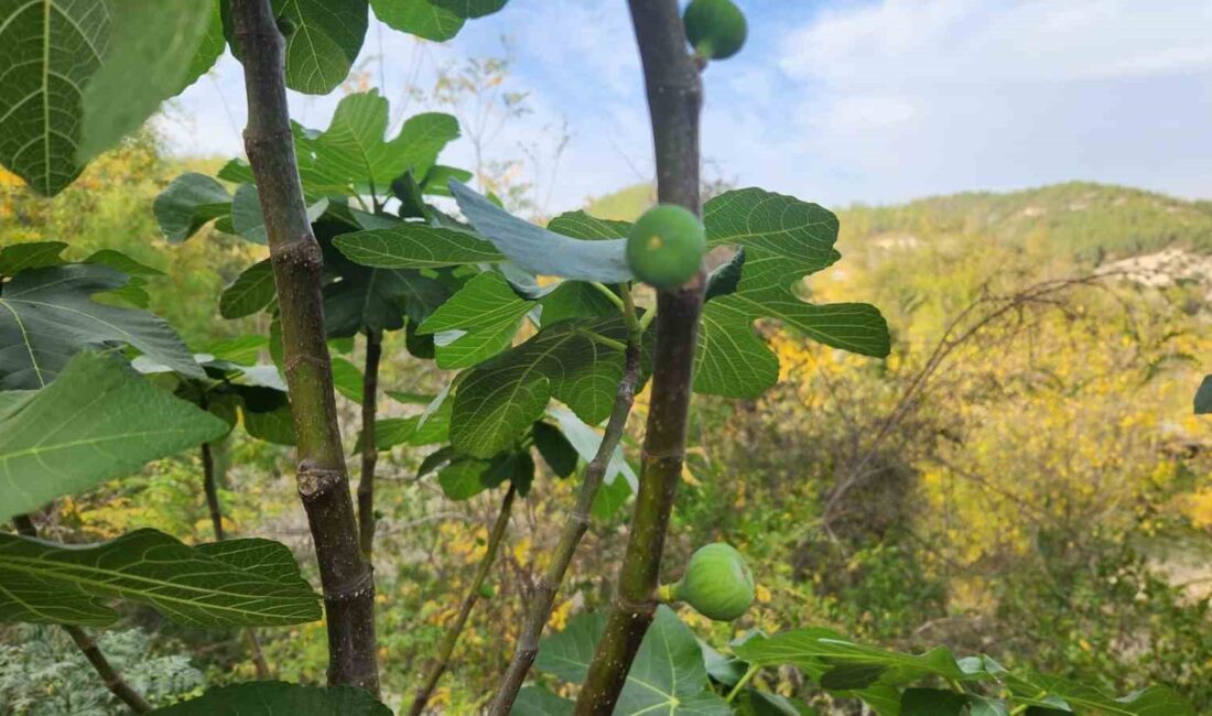 Mevsim normallerinin üzerinde seyreden sıcaklıklar nedeniyle incir ağaçları Aralık ayında