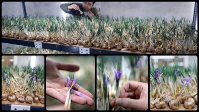 Konya'da, yüksek katma değerli tarımsal ürünlerden safranı topraksız tarım yöntemiyle