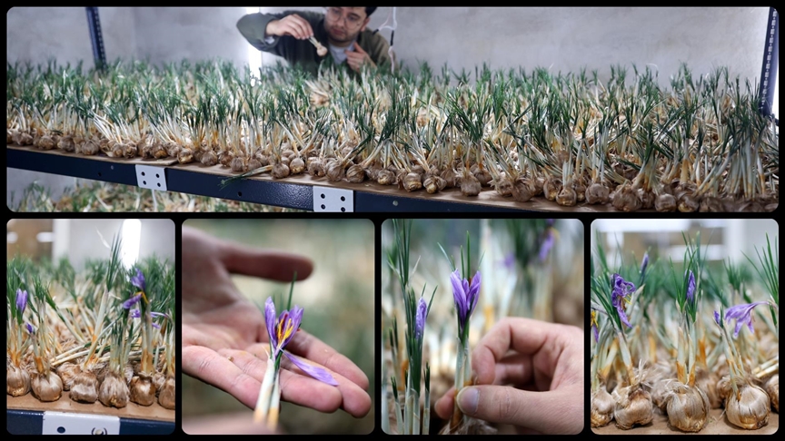 Konya'da, yüksek katma değerli tarımsal ürünlerden safranı topraksız tarım yöntemiyle