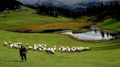 Türkiye'de hayvancılığın geliştirilmesi ve sürdürülebilirliğinin sağlanması amacıyla verilen desteklemelerin uygulama