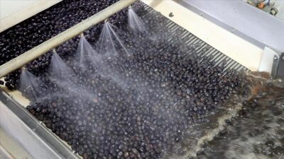 Marmara Zeytin Tarım Satış Kooperatifleri Birliği Yönetim Kurulu Başkanı Ali