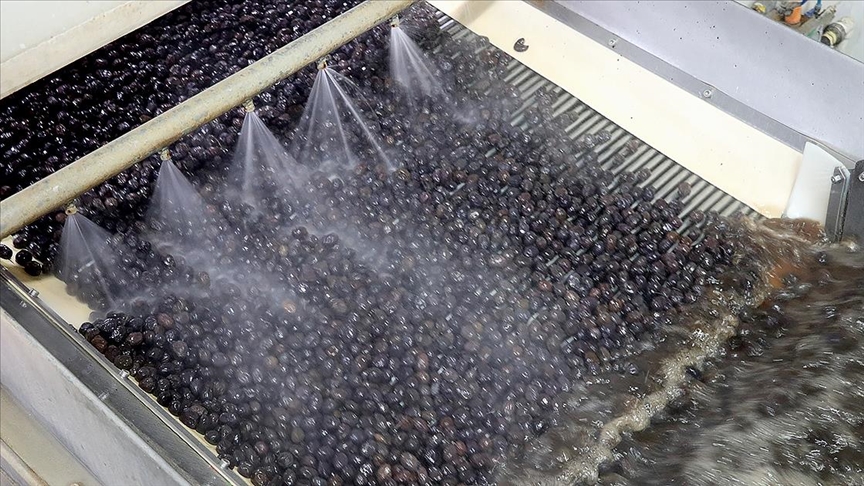 Marmara Zeytin Tarım Satış Kooperatifleri Birliği Yönetim Kurulu Başkanı Ali