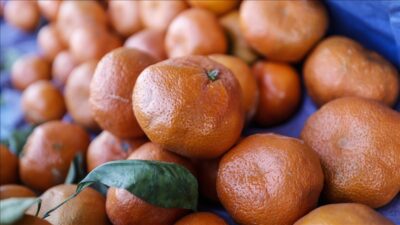 Türkiye'nin yılın 10 ayındaki mandalina ihracatı, geçen yılın aynı dönemine