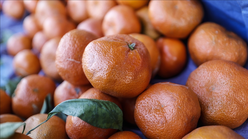 Türkiye'nin yılın 10 ayındaki mandalina ihracatı, geçen yılın aynı dönemine