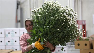Süs Bitkileri ve Mamulleri İhracatçıları Birliği Başkanı İsmail Yılmaz, yılın
