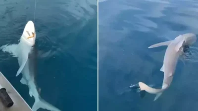 Hatay’da denize açılan bir amatör balıkçı, oltasına köpek balığı takılmasıyla