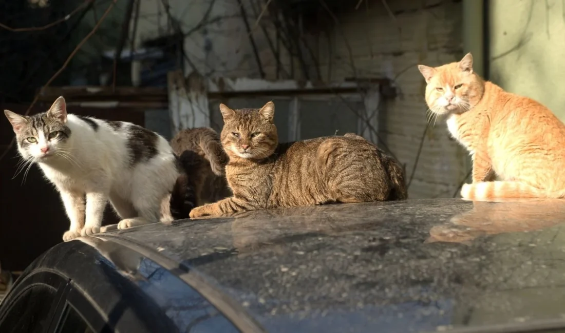Yeni Zelanda hükümetinin 2,5 milyon vahşi kediyi 2050’ye kadar tamamen