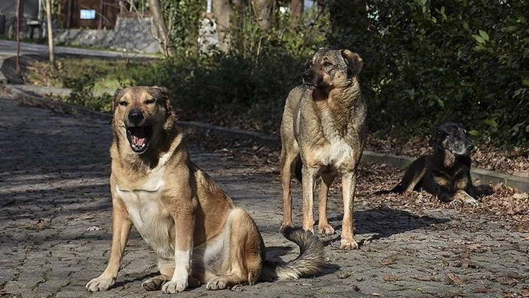 İstanbul Valiliği tarafından yayımlanan genelge ile kent genelinde sokak köpeklerini