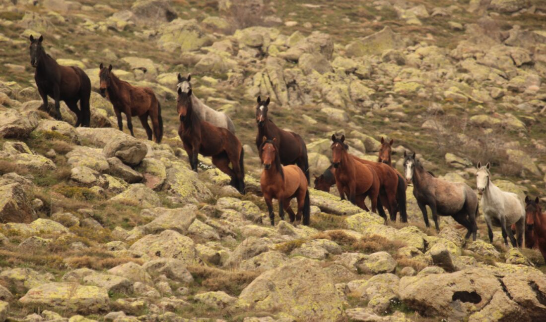 Afyonkarahisar’da Kumalar Dağın da çekilen yılkı atları ile bulutların dansı