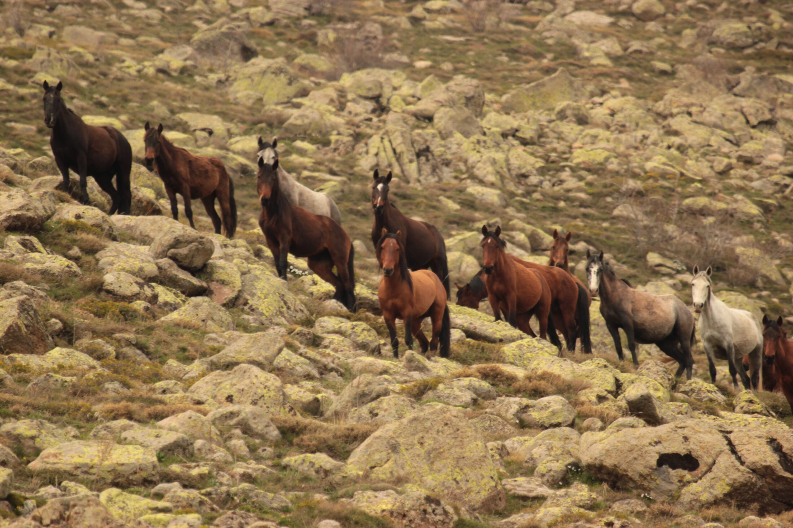 Afyonkarahisar’da Kumalar Dağın da çekilen yılkı atları ile bulutların dansı