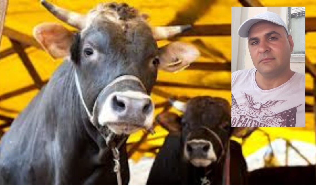 İzmir'de besicilik yapan Suat Aydın, sattığı danayı kamyonete yüklemeye çalışırken