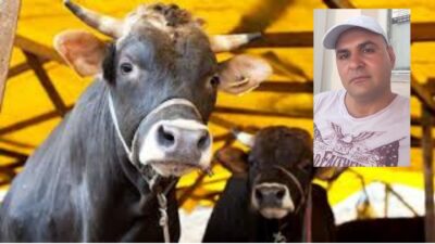 İzmir'de besicilik yapan Suat Aydın, sattığı danayı kamyonete yüklemeye çalışırken