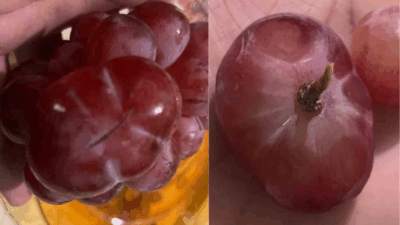 Batman’da bir vatandaşın aldığı 1 kilogramlık üzümün içinden çıkan dev