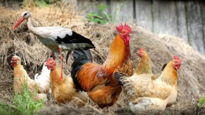 Hatay’da evinin bahçesinde yaralı bir leylek bulan vatandaş, hayvanı kümeste