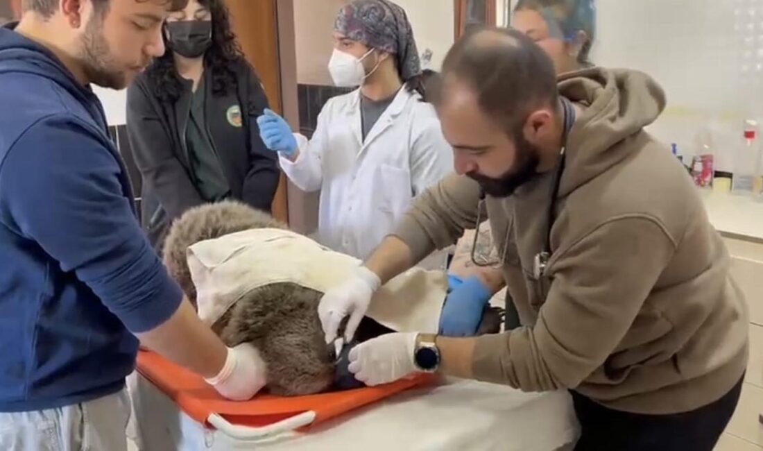 Kars’ın Sarıkamış ilçesinde yol kenarında bitkin halde bulunan 8-9 aylık