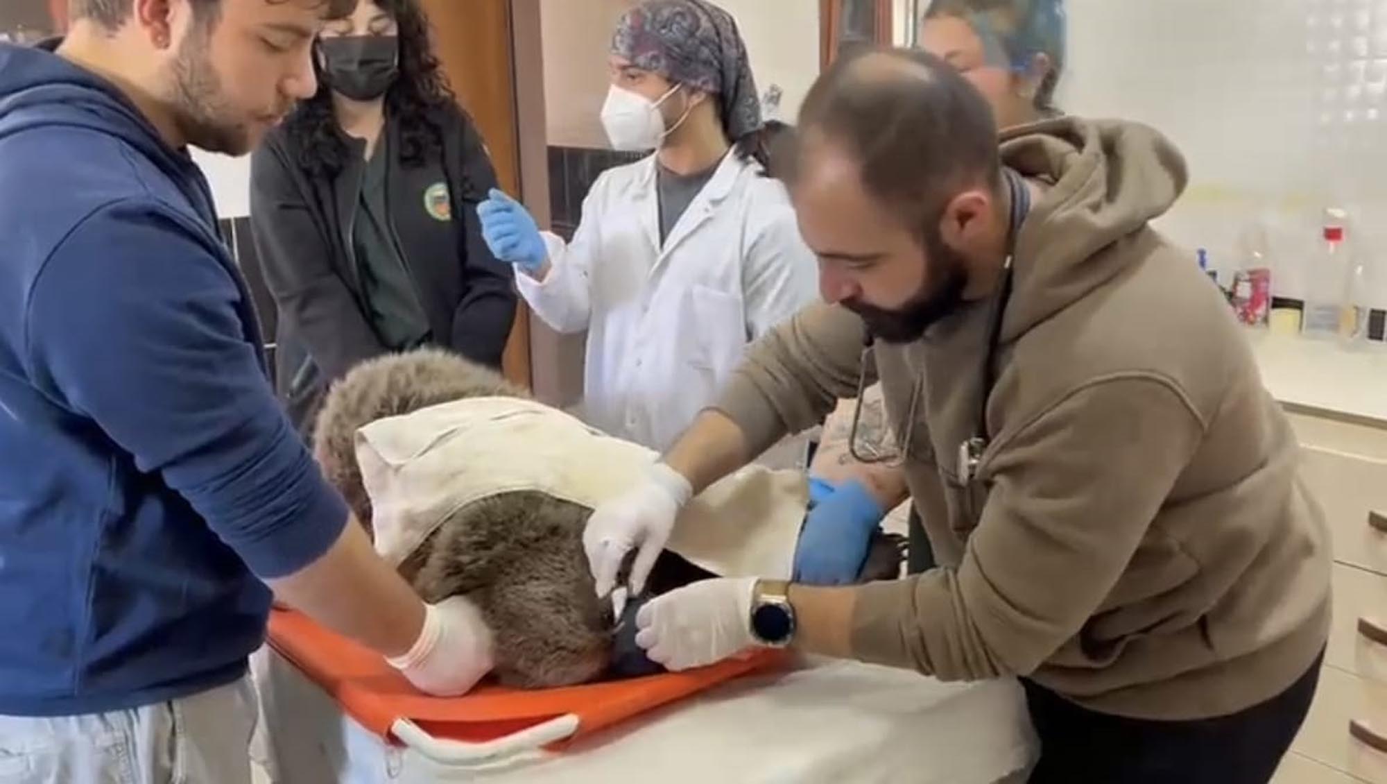 Kars’ın Sarıkamış ilçesinde yol kenarında bitkin halde bulunan 8-9 aylık