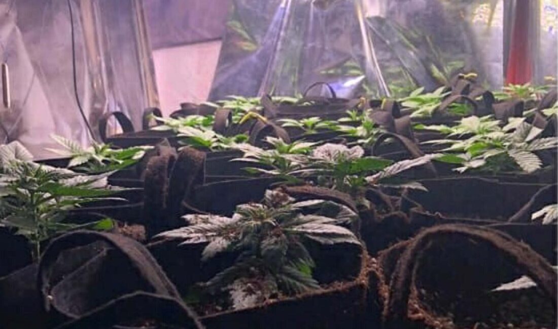 Emniyet Müdürlüğü ekipleri, bir evde kurulan serada yasa dışı Hint