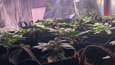 Emniyet Müdürlüğü ekipleri, bir evde kurulan serada yasa dışı Hint