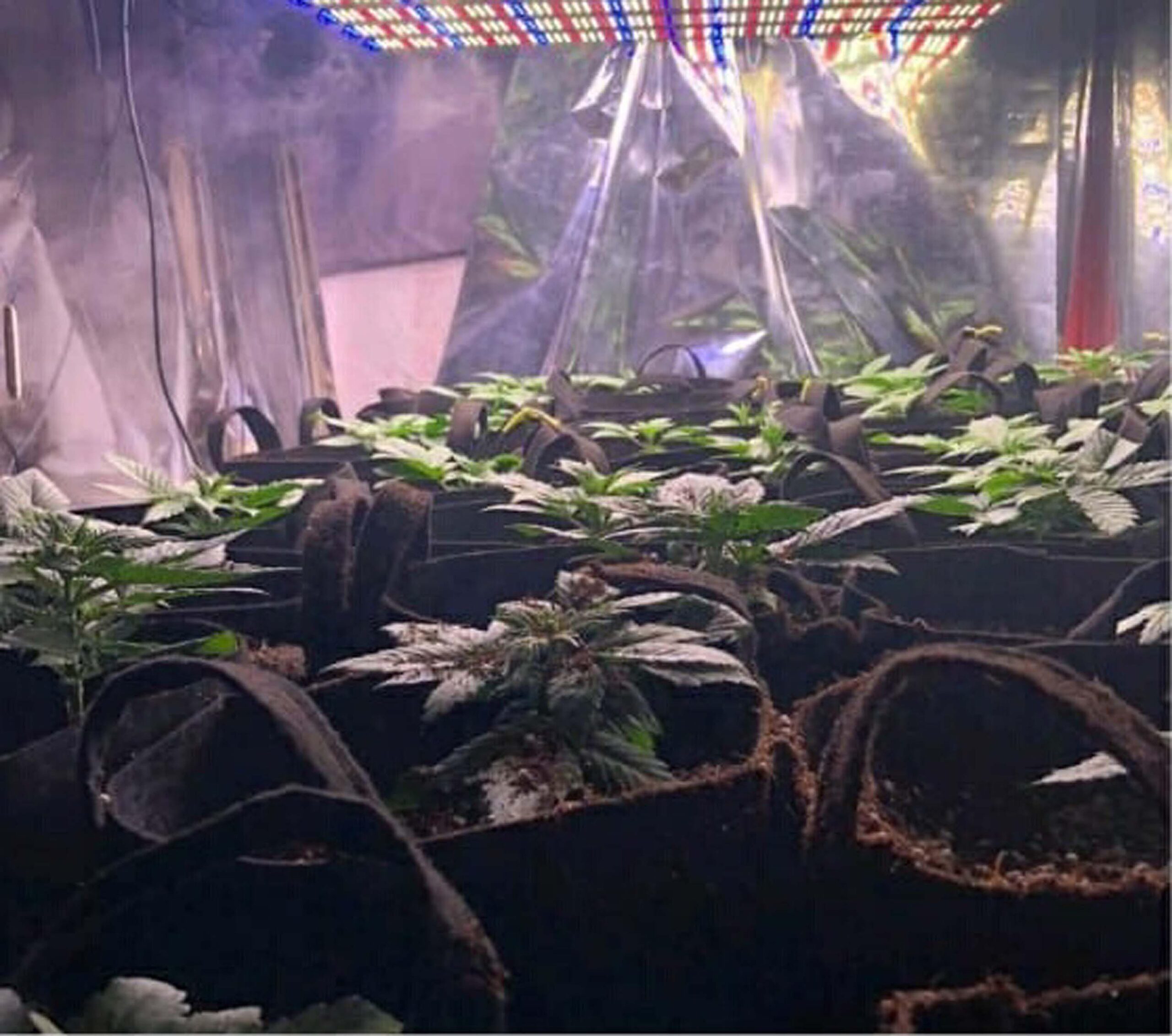 Emniyet Müdürlüğü ekipleri, bir evde kurulan serada yasa dışı Hint