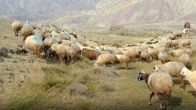 Erzincan’ın Başpınar köyünde şap hastalığından ölen hayvanların gece saatlerinde meraya