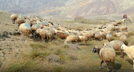 Erzincan’ın Başpınar köyünde şap hastalığından ölen hayvanların gece saatlerinde meraya