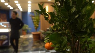 Muş'ta bir kafe işletmecisi, saksıda yetiştirdiği mandalina ağaçlarıyla ziyaretçilerine hem