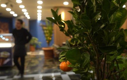 Muş'ta bir kafe işletmecisi, saksıda yetiştirdiği mandalina ağaçlarıyla ziyaretçilerine hem