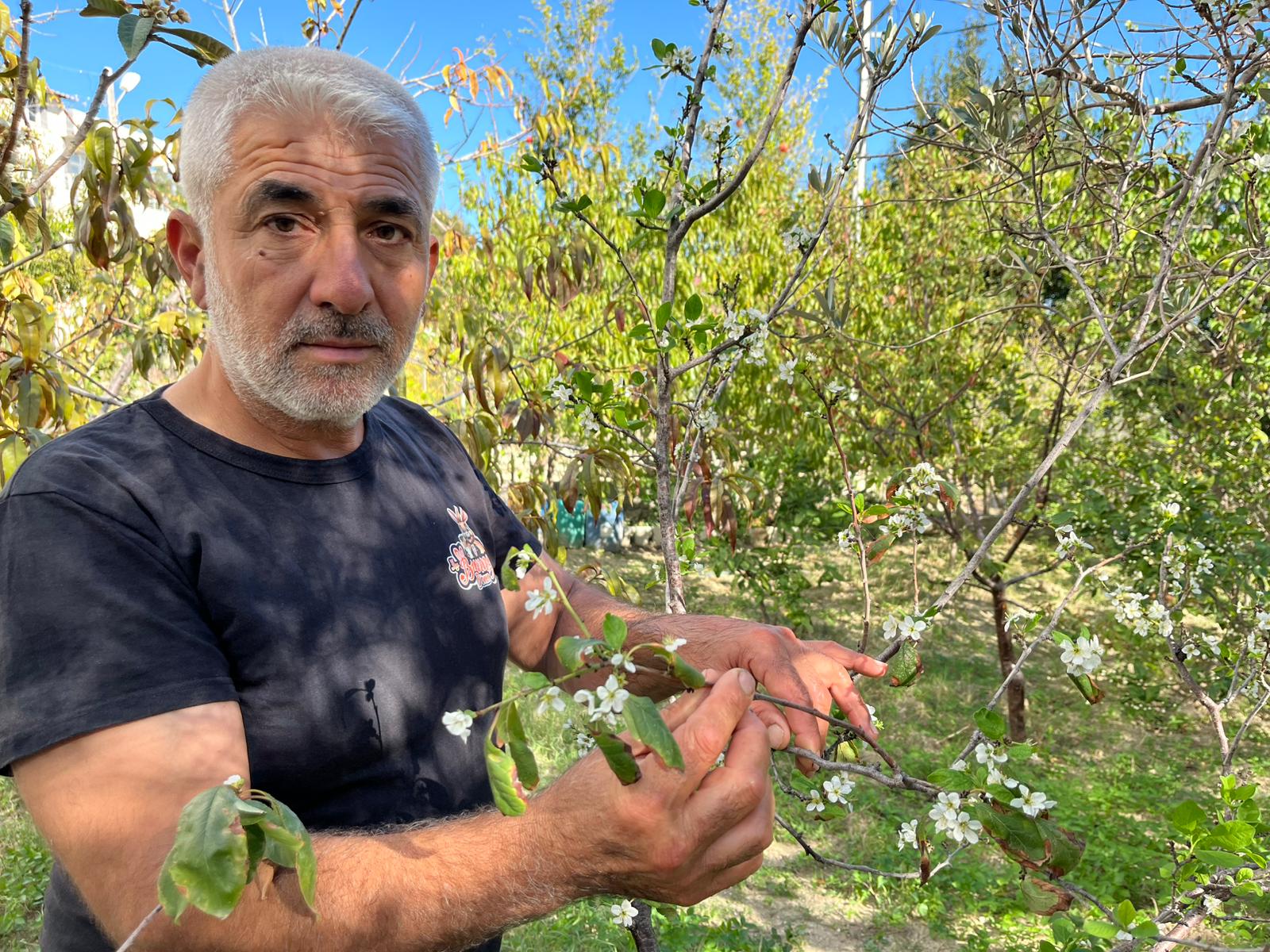 Hatay Samandağ'da hava sıcaklıkları mevsim normallerinin üzerinde seyrederken yenidünya, erik,