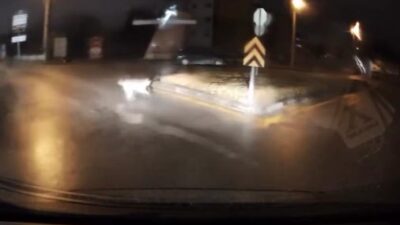 Bolu'da gece saatlerinde yürürken sokak köpeklerinin saldırısına uğrayan bir genç,