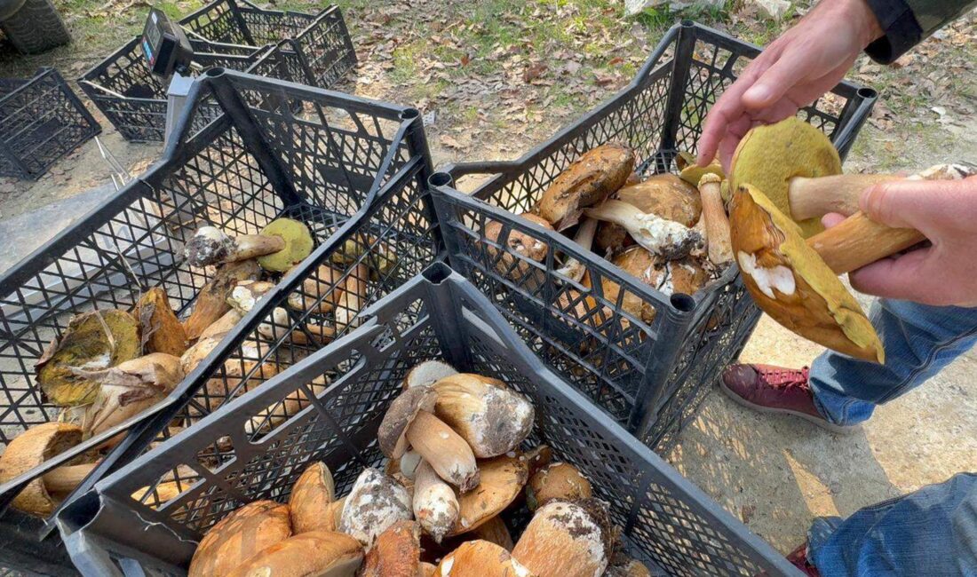 Türkiye’nin önemli mantar üretim bölgelerinden Istranca Ormanları’nda yaşanan kuraklık nedeniyle