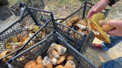 Türkiye’nin önemli mantar üretim bölgelerinden Istranca Ormanları’nda yaşanan kuraklık nedeniyle