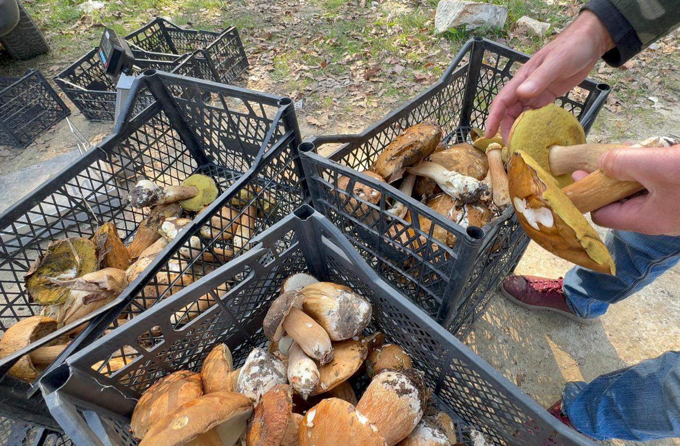 Türkiye’nin önemli mantar üretim bölgelerinden Istranca Ormanları’nda yaşanan kuraklık nedeniyle