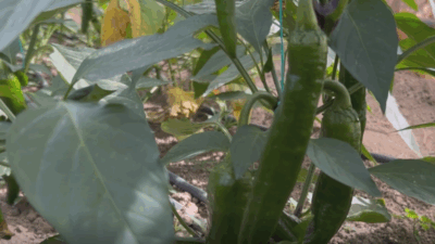 HATAY'da 50 bin scoville acılık değeri ile 'Türkiye'nin en acı