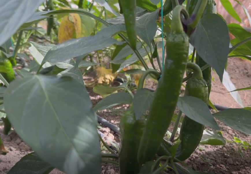 HATAY'da 50 bin scoville acılık değeri ile 'Türkiye'nin en acı