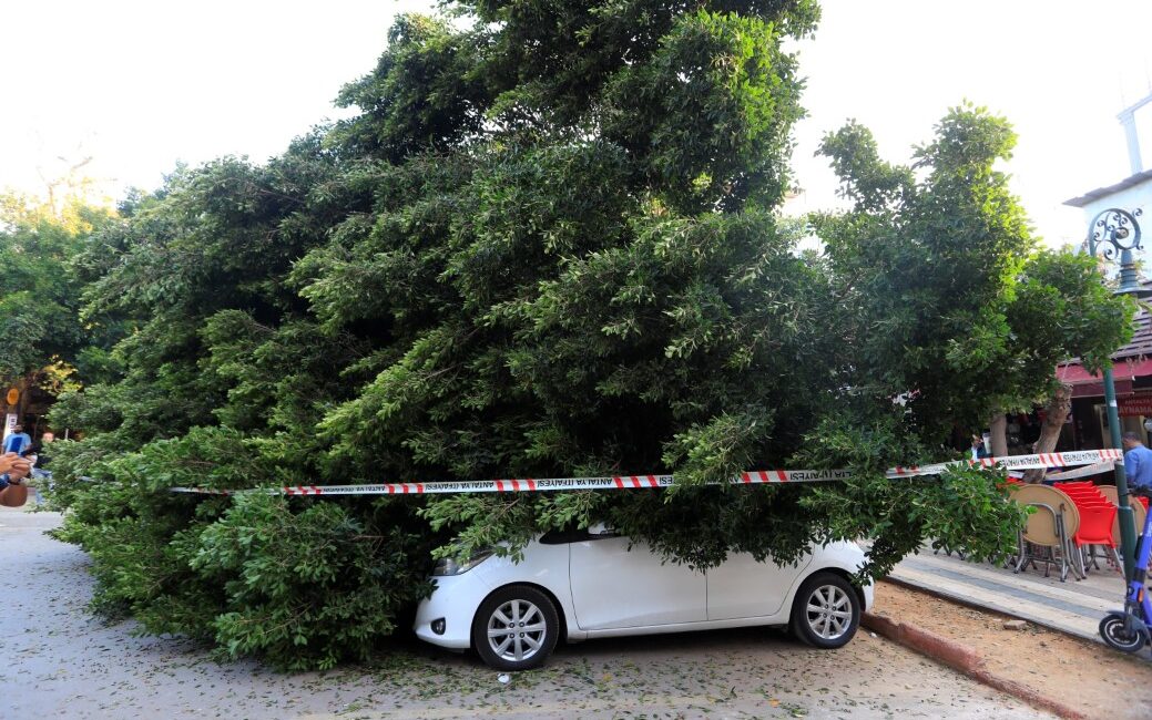 Antalya Muratpaşa'da kaldırımda kökleri zayıflayan ağaç, park halindeki 5 araca