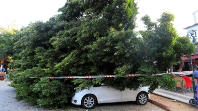 Antalya Muratpaşa'da kaldırımda kökleri zayıflayan ağaç, park halindeki 5 araca