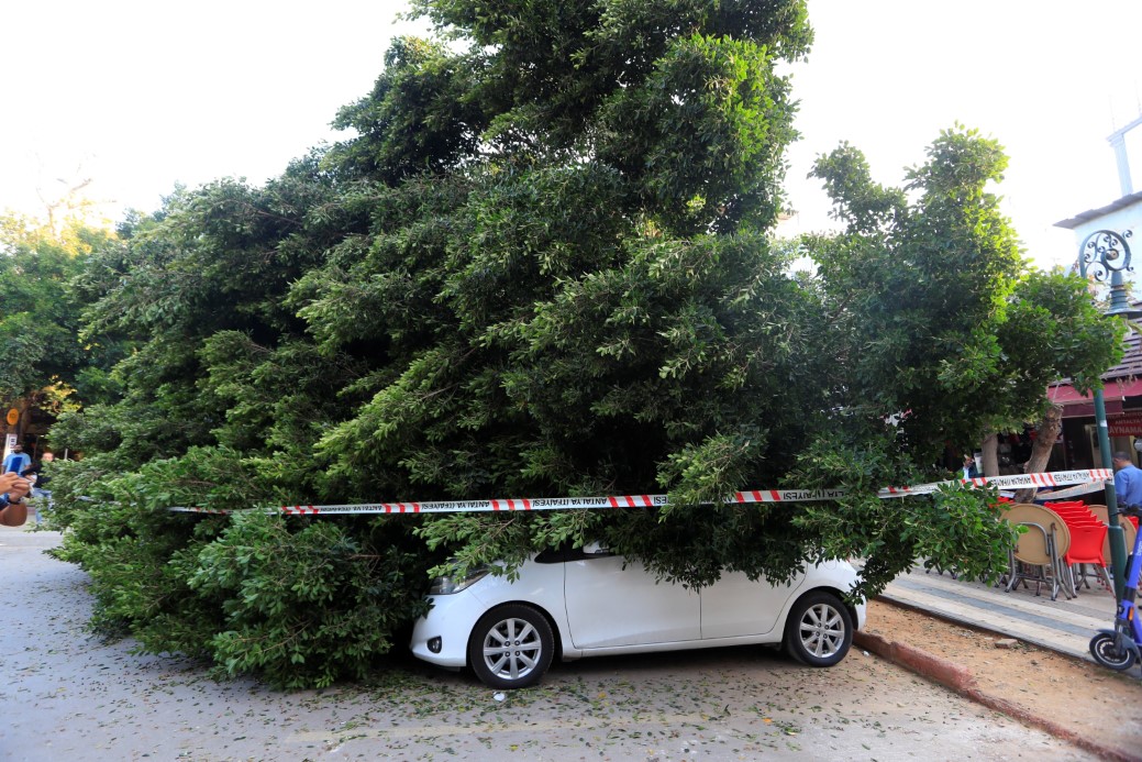 Antalya Muratpaşa'da kaldırımda kökleri zayıflayan ağaç, park halindeki 5 araca