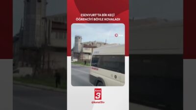 (İstanbul) Esenyurt’ta boş arazide bulunan başıboş bir keçi, okul çıkışı