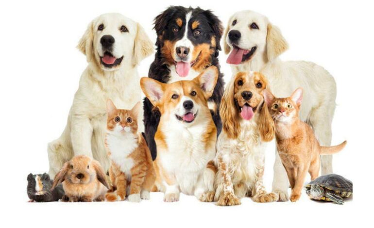 Afyonkarahisar Tarım ve Orman İl Müdürlüğünden kedi ve köpeklerin mikroçip