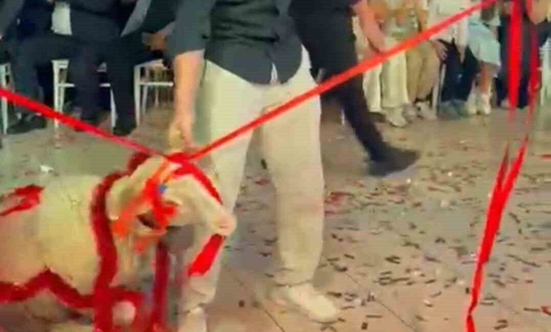 Afyonkarahisar’ın Şuhut ilçesinde yapılan bir düğünde, damada arkadaşları tarafından süslenmiş