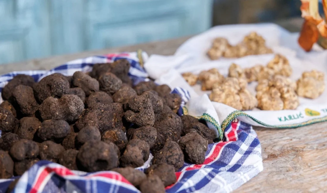 Hırvatistan’da beyaz trüf avı başladı. Dünyanın en değerli mantarlarından biri