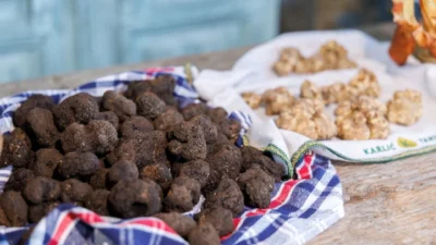 Hırvatistan’da beyaz trüf avı başladı. Dünyanın en değerli mantarlarından biri