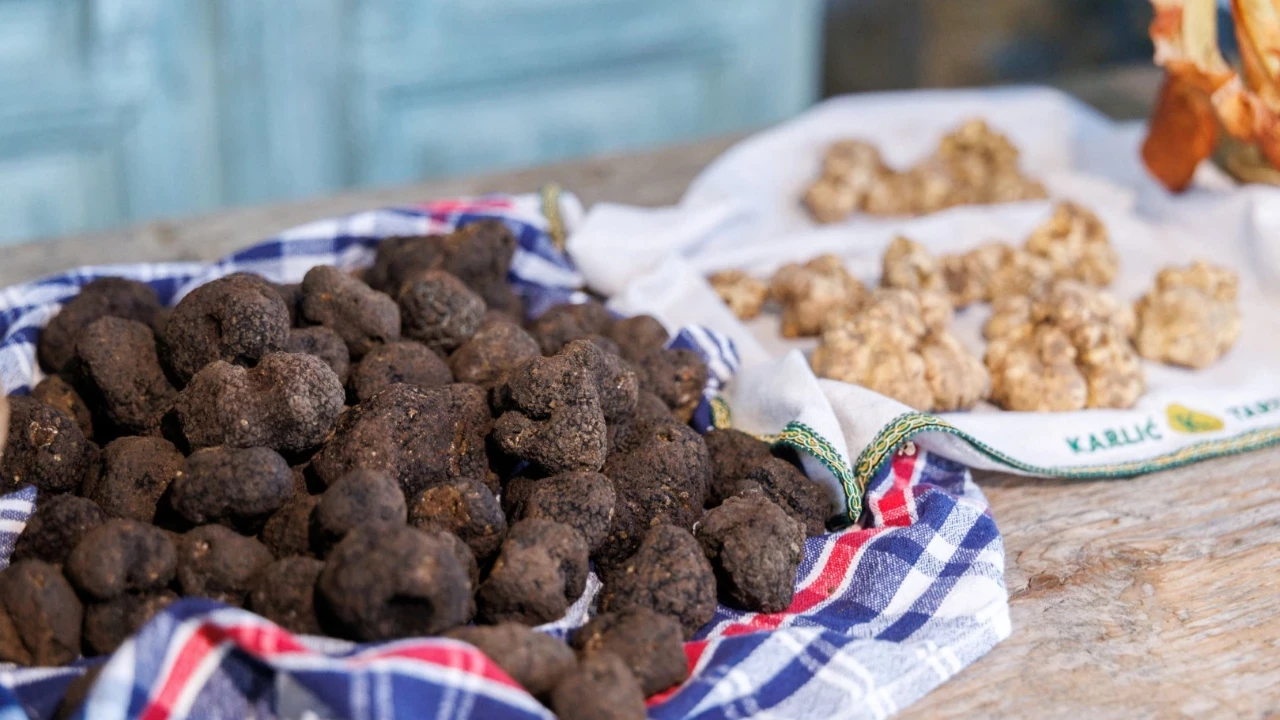 Hırvatistan’da beyaz trüf avı başladı. Dünyanın en değerli mantarlarından biri