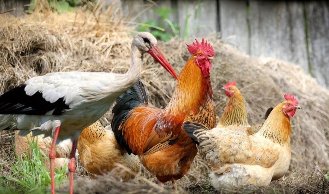 Hatay’da evinin bahçesinde yaralı bir leylek bulan vatandaş, hayvanı kümeste