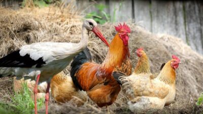 Hatay’da evinin bahçesinde yaralı bir leylek bulan vatandaş, hayvanı kümeste