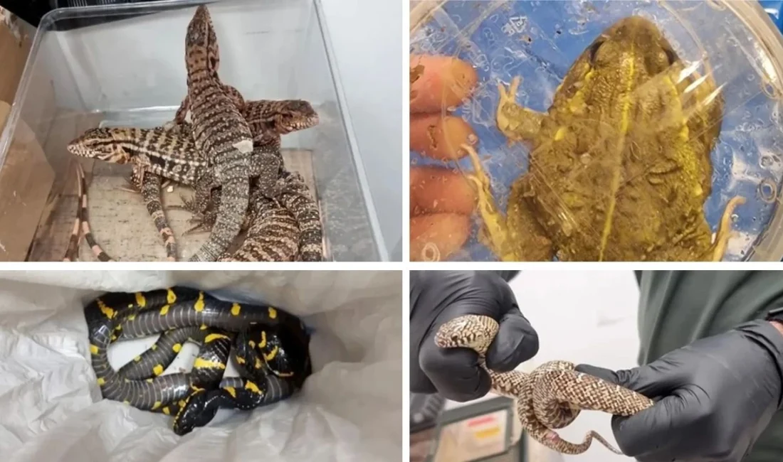 İsrail Ben Gurion Havaalanı’nda Tayland’dan dönen bir yolcunun valizinde yılan,