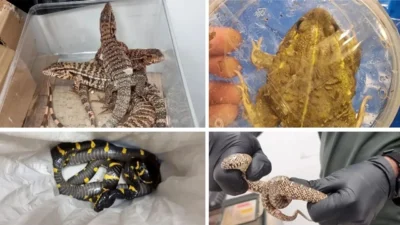 İsrail Ben Gurion Havaalanı’nda Tayland’dan dönen bir yolcunun valizinde yılan,