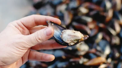 Midye, kumpir ve diğer açıkta satılan hazır gıdalara yönelik zehirlenme