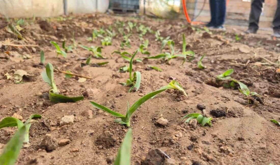 Afyonkarahisar Dinar'da kadın çiftçilere yönelik Salep Yetiştiriciliği Projesi'nde fide dağıtımı